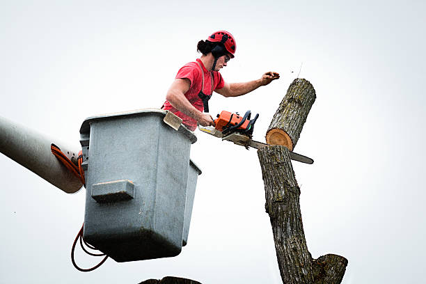 Kaneohe, HI Tree Services Company